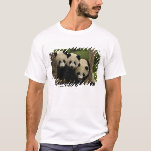 Camiseta bebês de panda gigante (Ailuropoda melanoleuca)