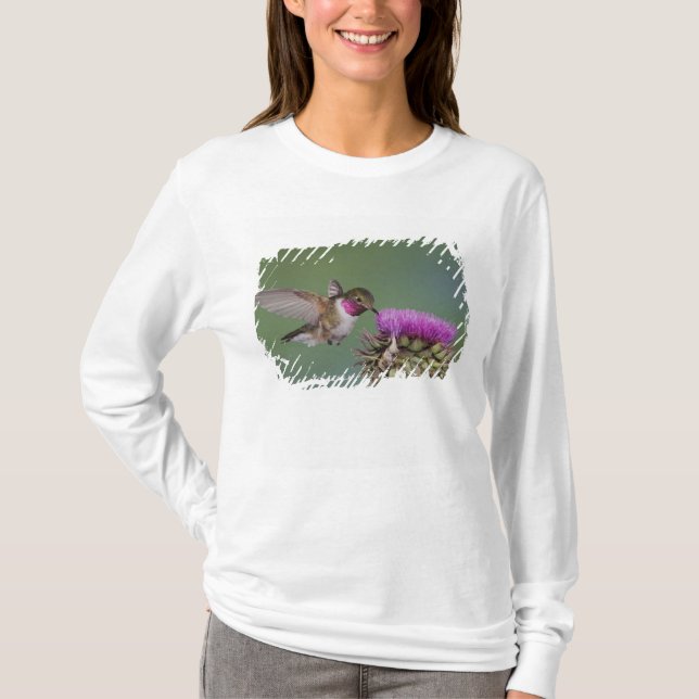 Camiseta Beija-flor-de-cauda-larga, Selasphorus (Frente)