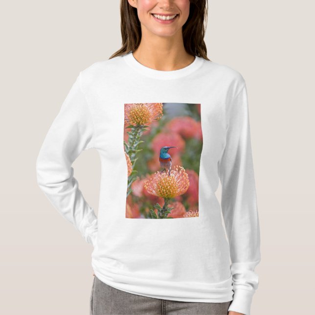 Camiseta Beija-flor-de-colar-duplo (Frente)