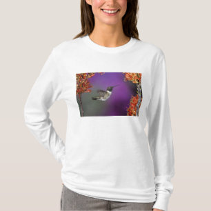 Camiseta Beija-flor-de-garganta-preta, Archilochus alexandr