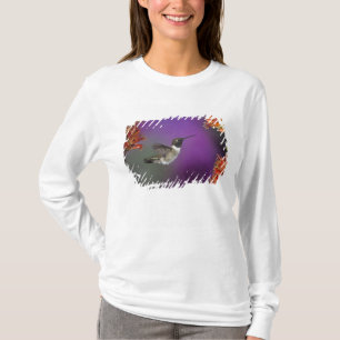 Camiseta Beija-flor-de-garganta-preta, Archilochus alexandr