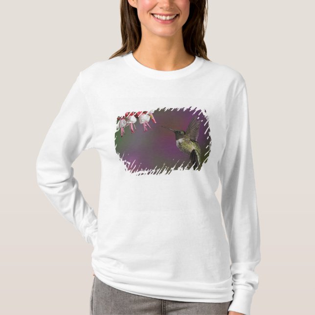 Camiseta Beija-flor-de-garganta-rubí-macho (Frente)