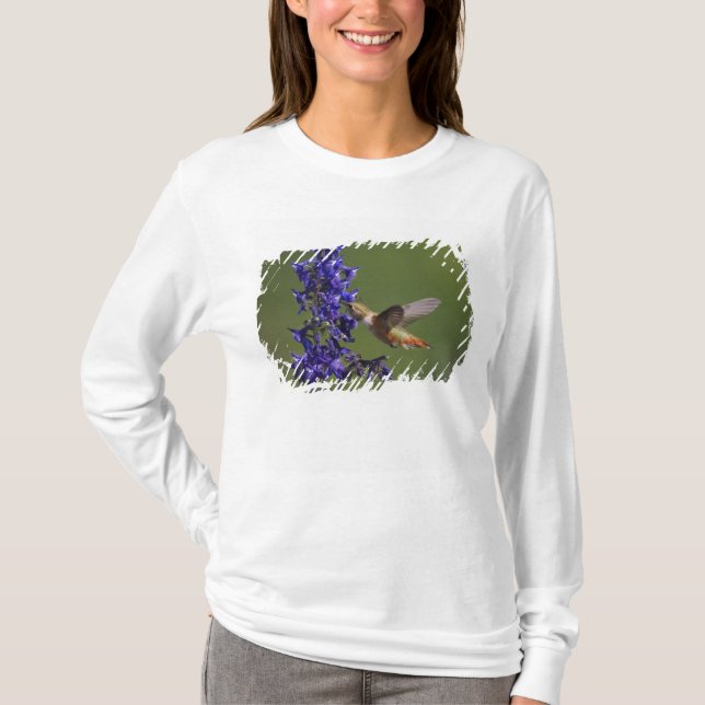 Camiseta Beija-flor-ruivo (Frente)