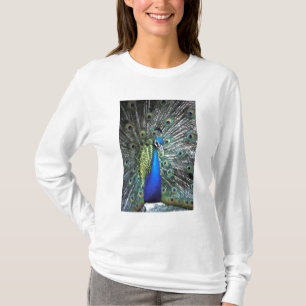 Camiseta Belíssimo pavão espalhando penas coloridas