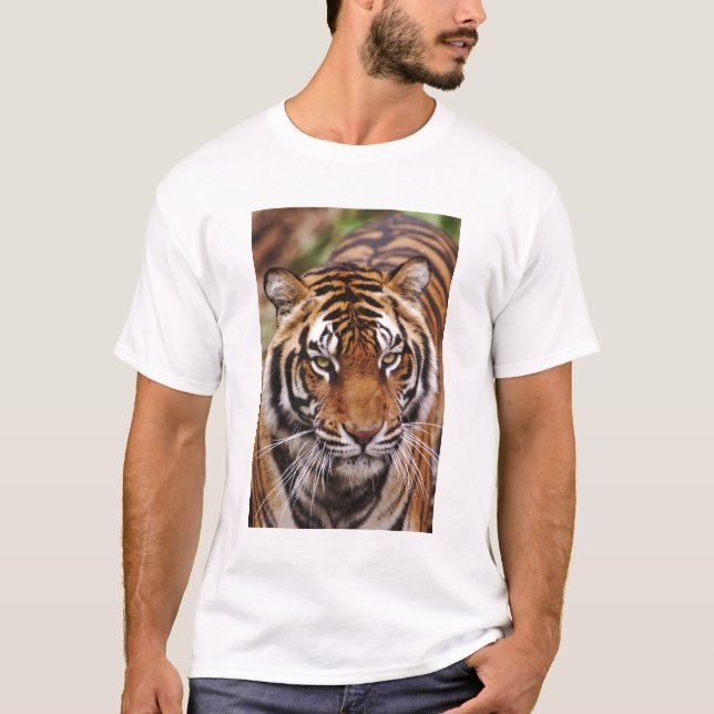 Camiseta Bengal Tiger, Panthera tigris (Frente)