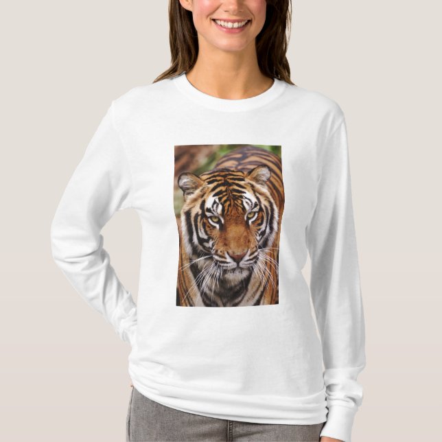 Camiseta Bengal Tiger, Panthera tigris (Frente)