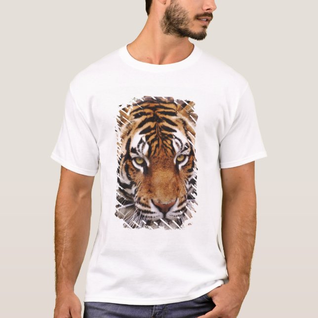 Camiseta Bengal Tiger, Panthera tigris (Frente)