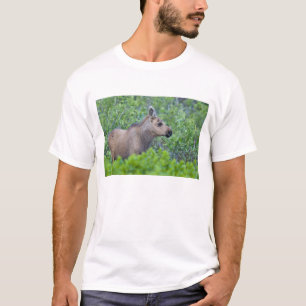Camiseta Bezerro de alce no vale de Many Glacier
