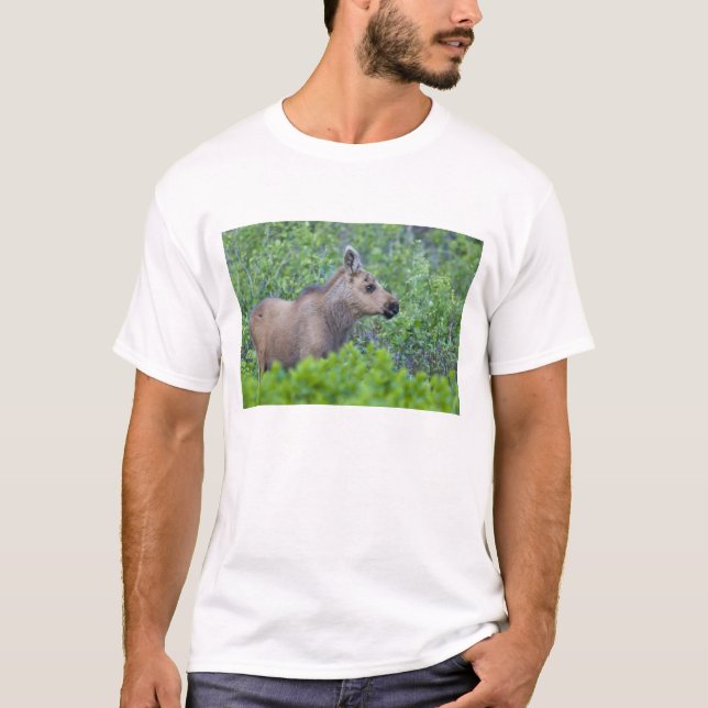 Camiseta Bezerro de alce no vale de Many Glacier (Frente)