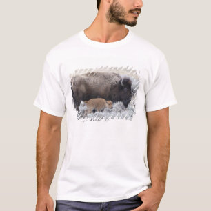 Camiseta Bisão Vaca e Bezerro, Yellowstone