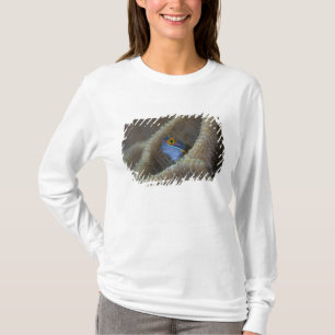 Camiseta Blenny fish Blenniidae), a cutucar a cabeça