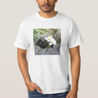Camiseta Bloodroot, canadensis do Sanguinaria
