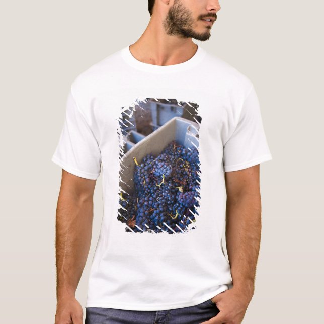 Camiseta Bodega Marques de Riscal, uvas (Frente)