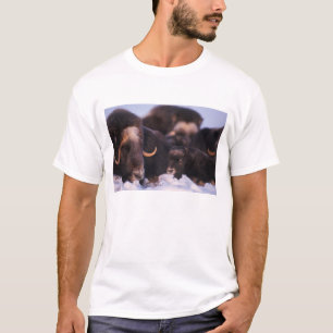 Camiseta boi-almiscarado, Ovibos moschatus, vaca com recém-