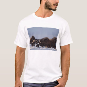 Camiseta boi e vaca de boi almiscarado, Ovibos moschatus