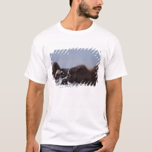 Camiseta boi e vaca de boi almiscarado, Ovibos moschatus