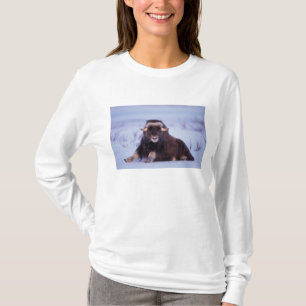 Camiseta boi jovem de boi-almiscarado, Ovibos moschatus