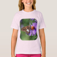 Borboleta Na Natureza Roxa Aster
