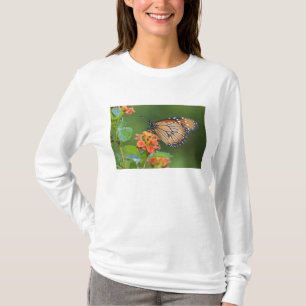 Camiseta Borboleta Soldado (Danaus eresimus) se alimentando