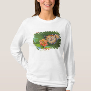 Camiseta Borboleta Soldier (Danaus eresimus) se alimentando