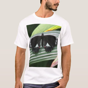 Camiseta Borboleta tropical branca e preta