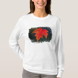 Camiseta Bordo Acer rubrum) folha vermelha no outono,