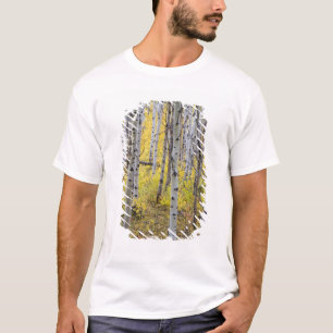 Camiseta Bosque de álamos em cores de outono intensas em Gl