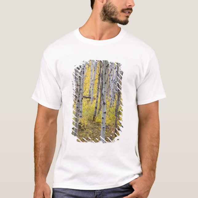 Camiseta Bosque de álamos em cores de outono intensas em Gl (Frente)