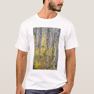 Camiseta Bosque de álamos em cores de outono intensas em Gl
