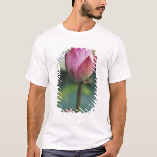 Camiseta Botão de flores de Lotus, Hangzhou, província de