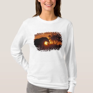 Camiseta Botswana, Parque Nacional Chobe, Elefante Macho