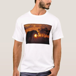 Camiseta Botswana, Parque Nacional Chobe, Elefante Macho