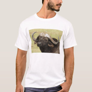 Camiseta Búfalo-africano, Syncerus caffer