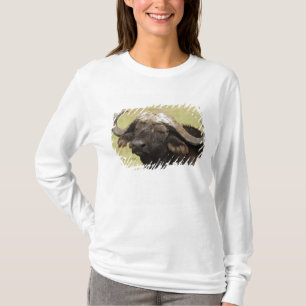 Camiseta Búfalo Africano, Syncerus caffer