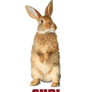 Camiseta Bunny Sup!T-Shirt