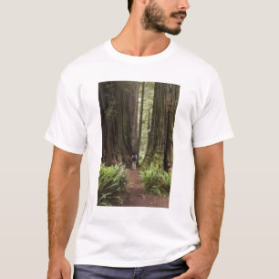 Camiseta CA, Jedediah Smith Redwoods State Park,