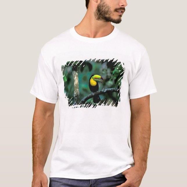 Camiseta CA, Panamá, NP Soberania, Tucano Bico-de-Querubim (Frente)