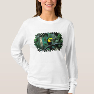 Camiseta CA, Panamá, Soberania NP, Tucano-bico-de-chanfrim
