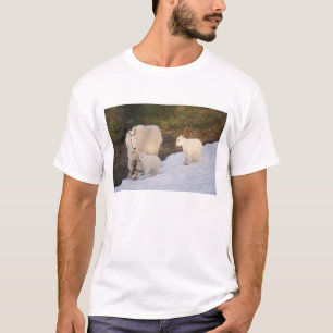 Camiseta cabras montesas