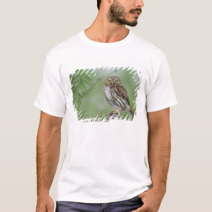 Camiseta Caburé-ferruginoso, Glaucidium brasilianum, 3