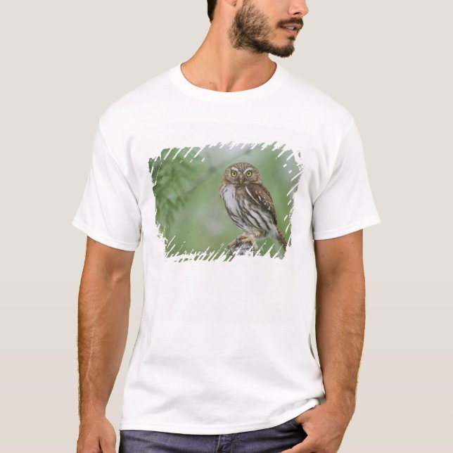 Camiseta Caburé-ferruginoso, Glaucidium brasilianum, 3 (Frente)