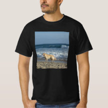 Cachorro Na Praia