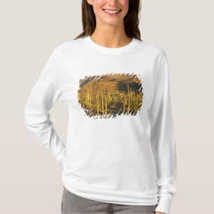 Camiseta Cacto Saguaro no Parque Nacional Saguaro perto