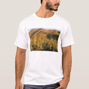 Camiseta Cacto Saguaro no Parque Nacional Saguaro perto