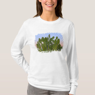Camiseta Cactos e sisal na Floresta Seca