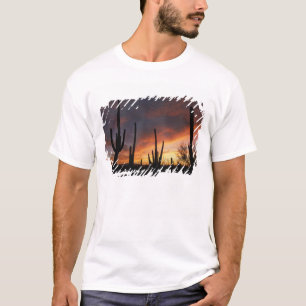 Camiseta cactos saguaro, Carnegiea gigantea, depois