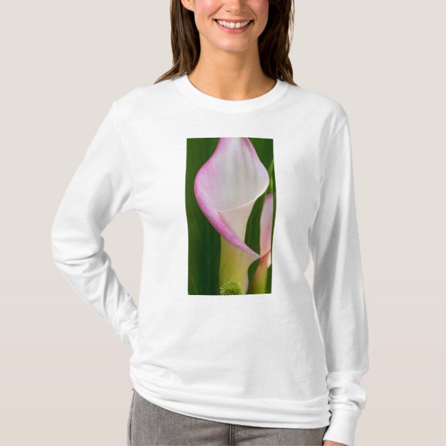 Camiseta Calha Pano (Frente)
