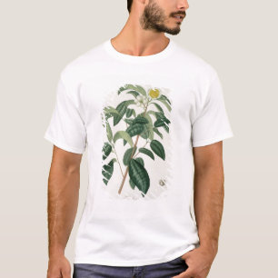 Camiseta Camélia Thea de "Phytographie Medicale" por Jose