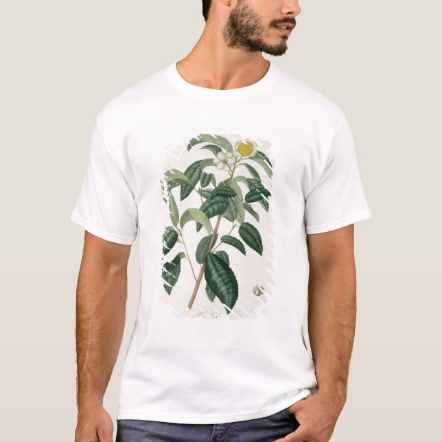 Camiseta Camélia Thea de "Phytographie Medicale" por Jose (Frente)