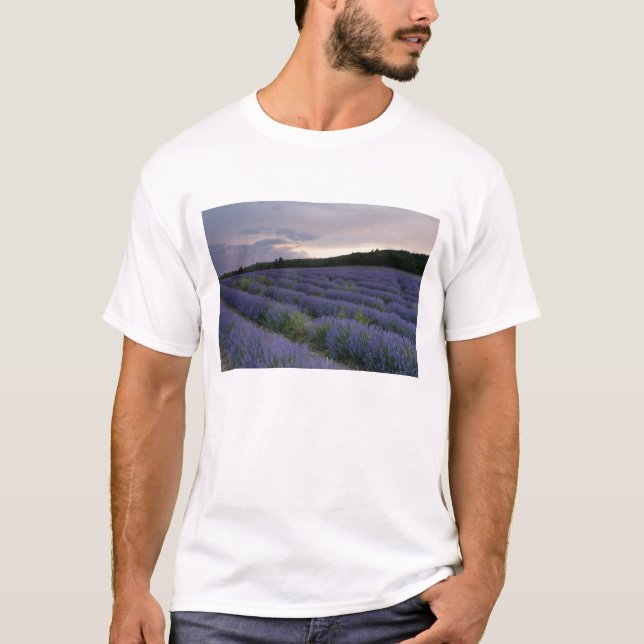 Camiseta Campo da lavanda no por do sol (Frente)